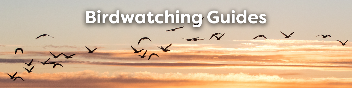 Bird Watching Guides